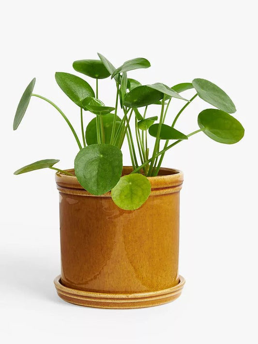 Chinese Money Plant - The Lush Leaf