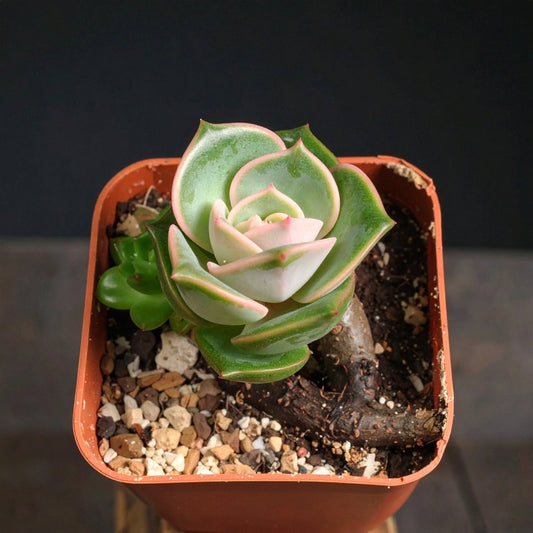 Desert Rose Graptoveria 'Lovely Rose' - The Lush Leaf