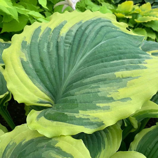 Hosta Drop Dead Gorgeous 5.25" Pot Well Rooted Perennial Shade Plant Stunning - The Lush Leaf