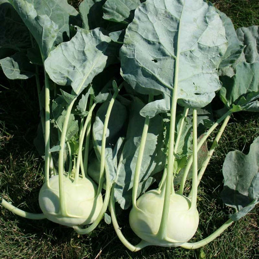 Kohlrabi Konan F1 Seeds (Mystery Type Per Purchase) - The Lush Leaf