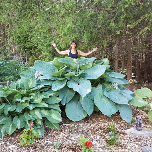 Blue Broad - leaf Plantain Lily Hosta (Hosta Empress Wu) - The Lush Leaf