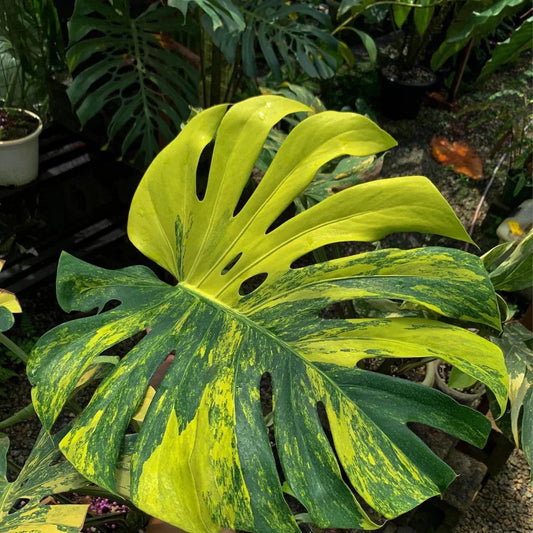 Golden Aura Variegated Monstera (Monstera deliciosa 'Aurea') - The Lush Leaf
