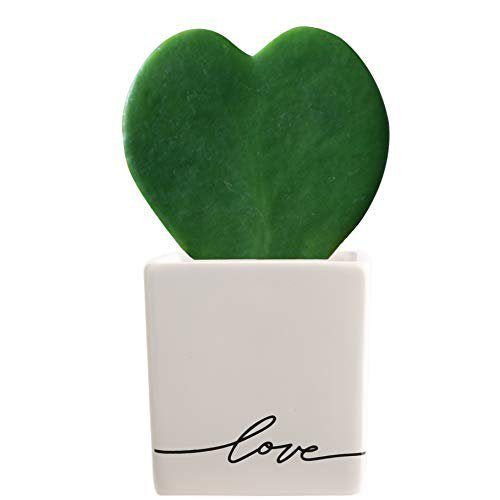 Hoya kerri heart - The Lush Leaf