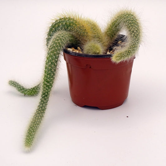 Monkey Tail Cactus - The Lush Leaf