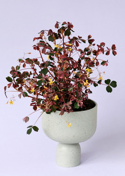 Oxalis Plum Crazy Shamrock - The Lush Leaf