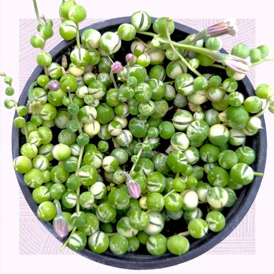 Pearl Cascade Variegated String of Pearls (Senecio rowleyanus 'Variegata') - The Lush Leaf
