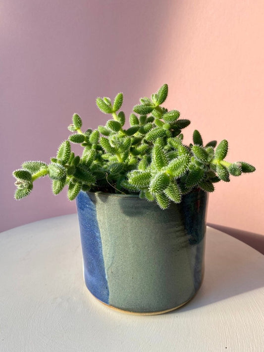 Pickle Plant - Delosperma echinatum - The Lush Leaf