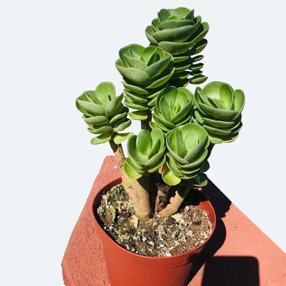 Portulaca Molokiniensis Ihi - The Petal Leaf Succulent - The Lush Leaf
