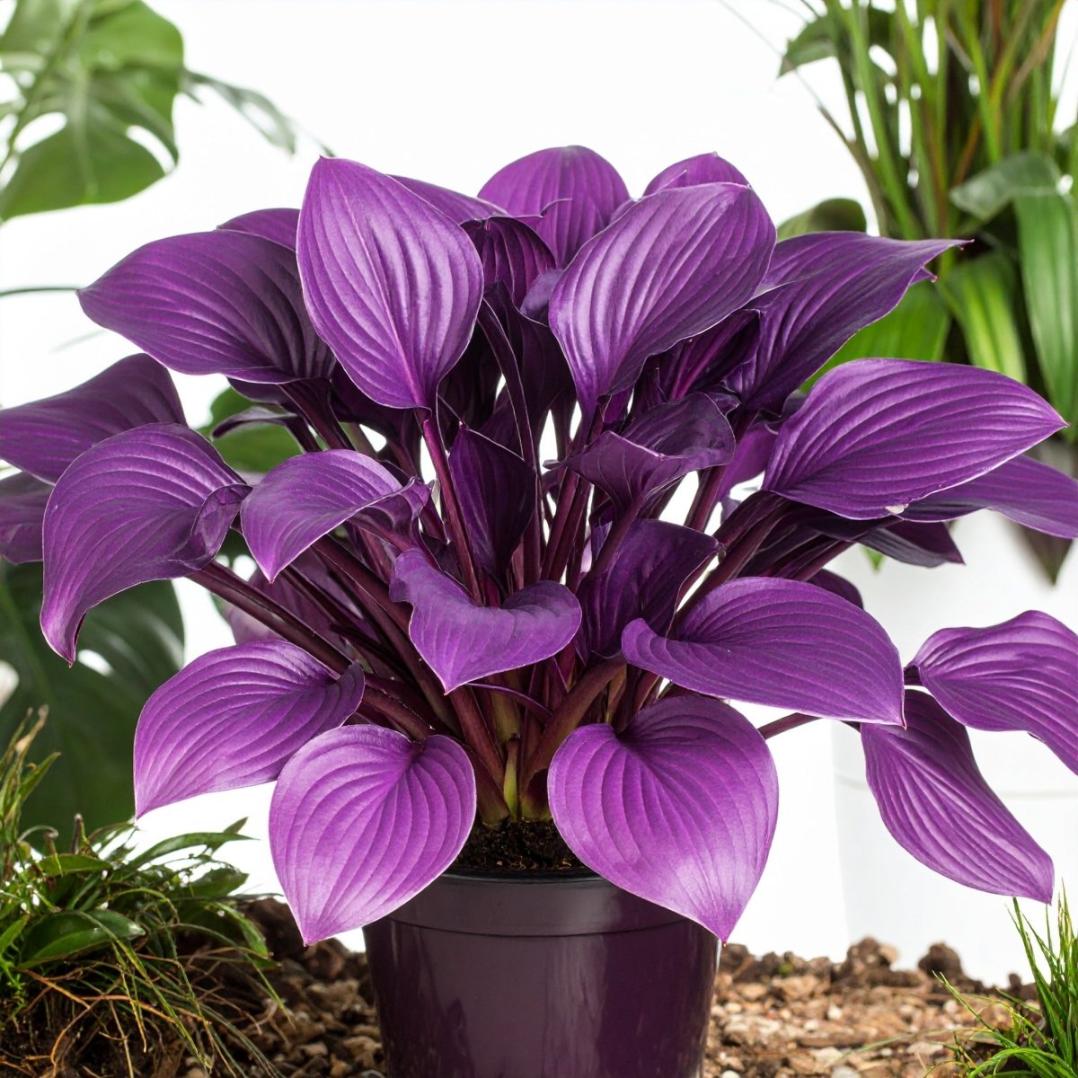 Purple - Red First Blush Hosta - The Lush Leaf