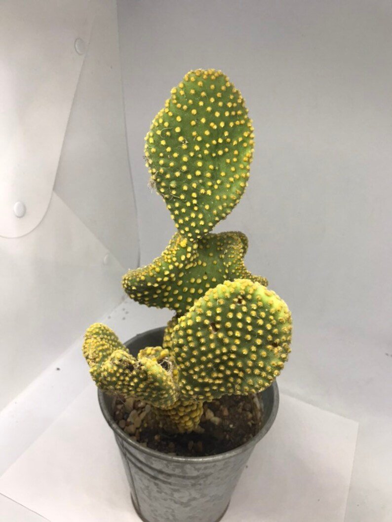 Rare Golden Swirl Cactus - The Lush Leaf