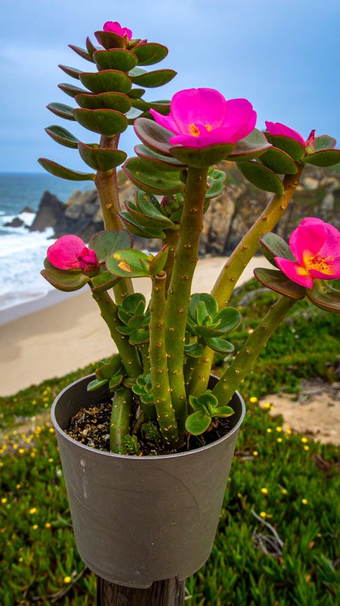 Rare Portulaca Molokiniensis Ihi - The Petal Leaf Succulent - The Lush Leaf