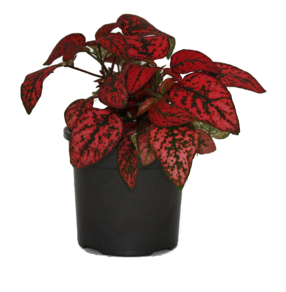 Red Splash Polka Dot Plant - The Lush Leaf