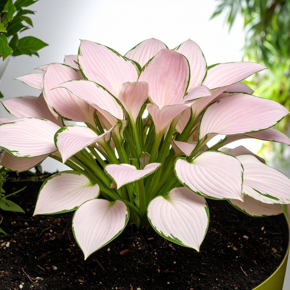 Rose Blush Pink Lushleaf Hosta - The Lush Leaf