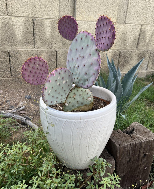 Santa Rita Purple Prickly Pear Cactus - The Lush Leaf