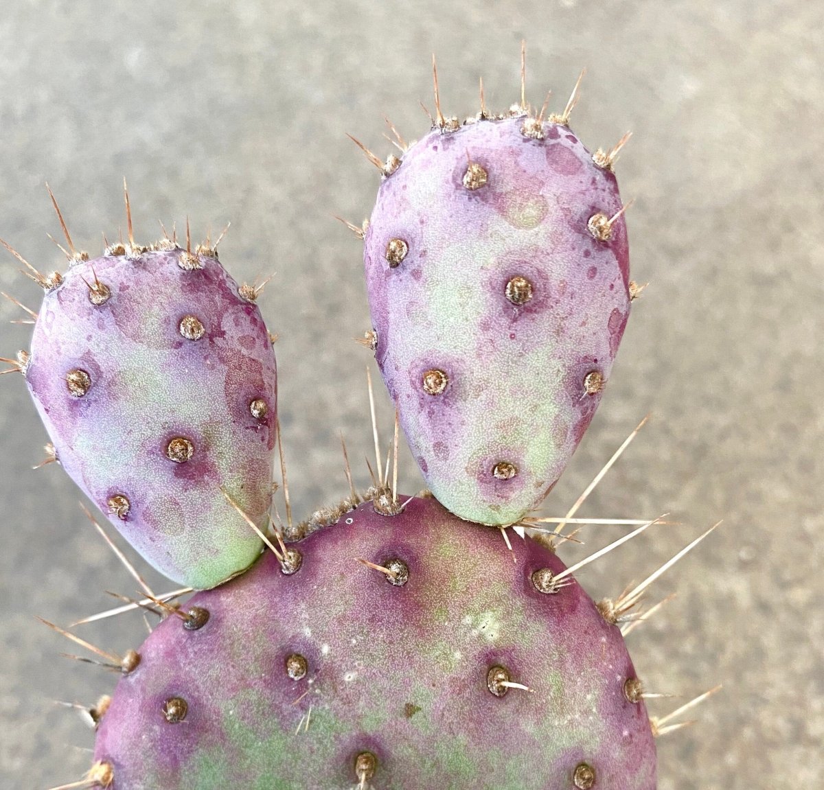 Santa Rita Purple Prickly Pear Cactus - The Lush Leaf