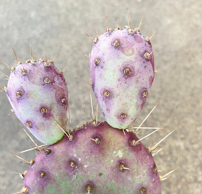 Santa Rita Purple Prickly Pear Cactus - The Lush Leaf