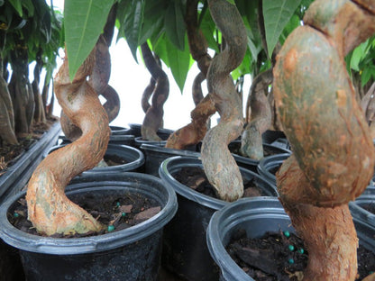 Serene Waves Money Tree (Pachira aquatica 'Wavy Trunk' Tree) - The Lush Leaf