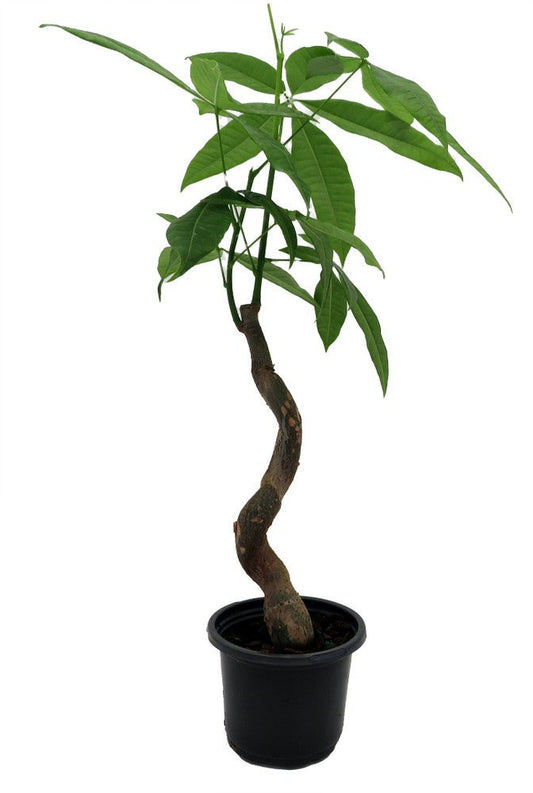 Serene Waves Money Tree (Pachira aquatica 'Wavy Trunk' Tree) - The Lush Leaf