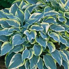 String of Dolphins – Senecio peregrinus - The Lush Leaf