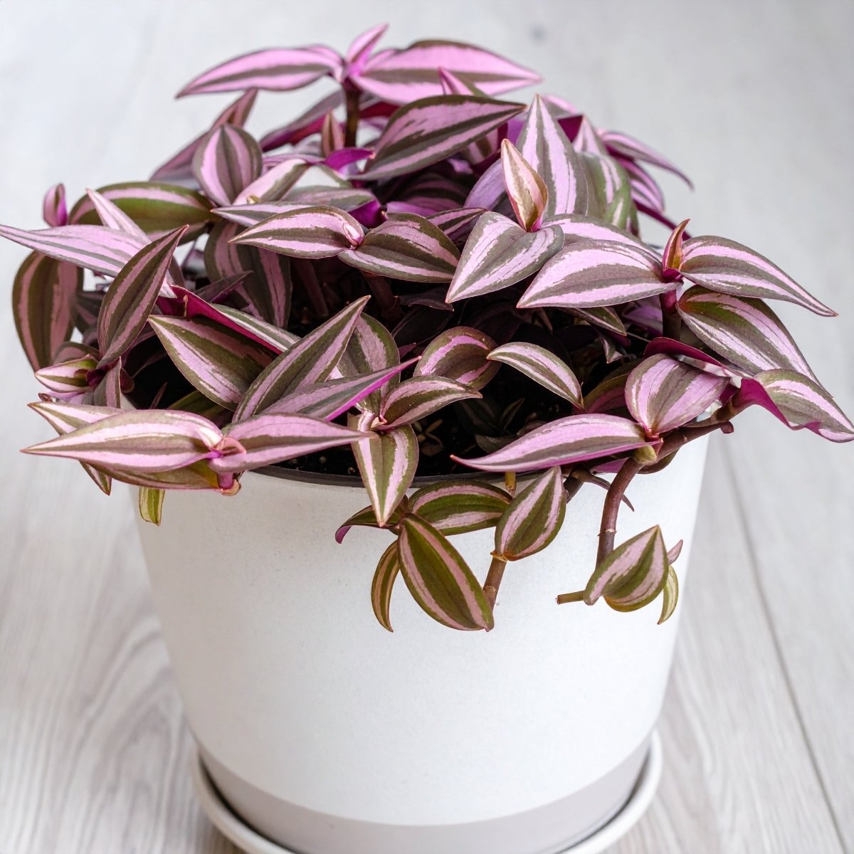 Velveteen Trails Pink Furry Wandering Dude (Tradescantia blossfeldiana 'Pink Furry') - The Lush Leaf