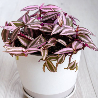 Velveteen Trails Pink Furry Wandering Dude (Tradescantia blossfeldiana 'Pink Furry') - The Lush Leaf
