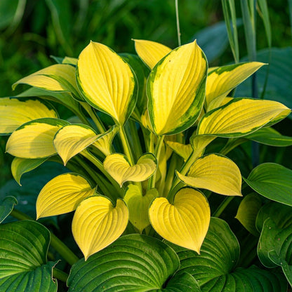 Vibrant Hosta Plantain Lily Variety Mix (Hosta ventricosa) - The Lush Leaf