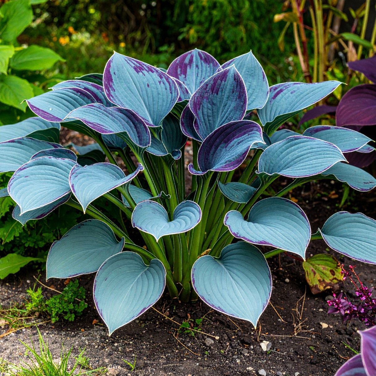 Vibrant Hosta Plantain Lily Variety Mix (Hosta ventricosa) - The Lush Leaf