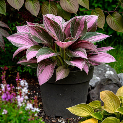 Vibrant Hosta Plantain Lily Variety Mix (Hosta ventricosa) - The Lush Leaf