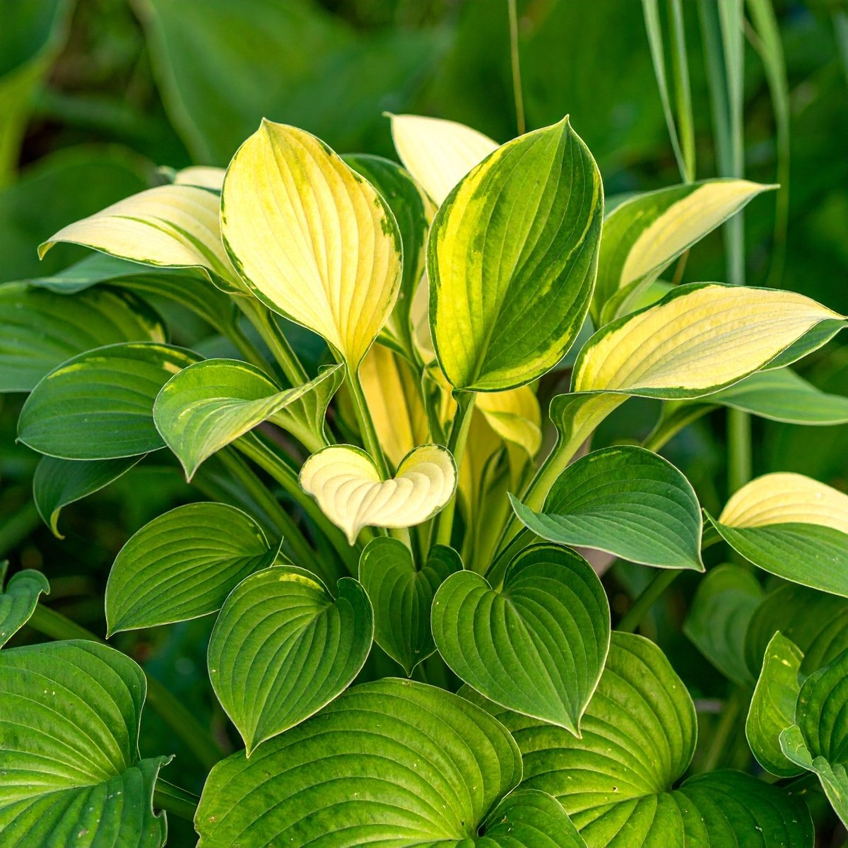 Vibrant Hosta Plantain Lily Variety Mix (Hosta ventricosa) - The Lush Leaf
