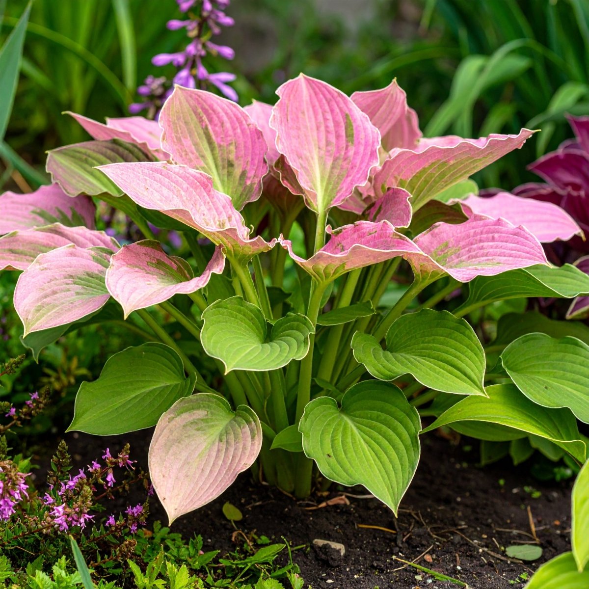 Vibrant Hosta Plantain Lily Variety Mix (Hosta ventricosa) - The Lush Leaf