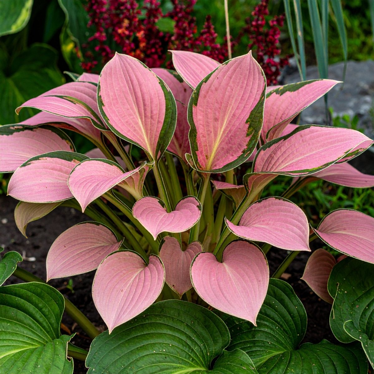 Vibrant Hosta Plantain Lily Variety Mix (Hosta ventricosa) - The Lush Leaf