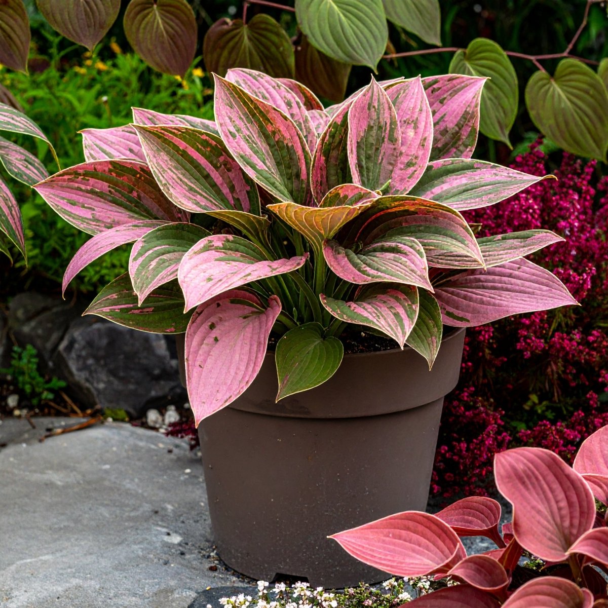 Vibrant Hosta Plantain Lily Variety Mix (Hosta ventricosa) - The Lush Leaf