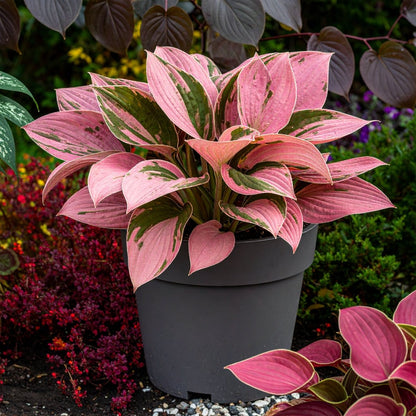 Vibrant Hosta Plantain Lily Variety Mix (Hosta ventricosa) - The Lush Leaf