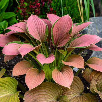 Vibrant Hosta Plantain Lily Variety Mix (Hosta ventricosa) - The Lush Leaf