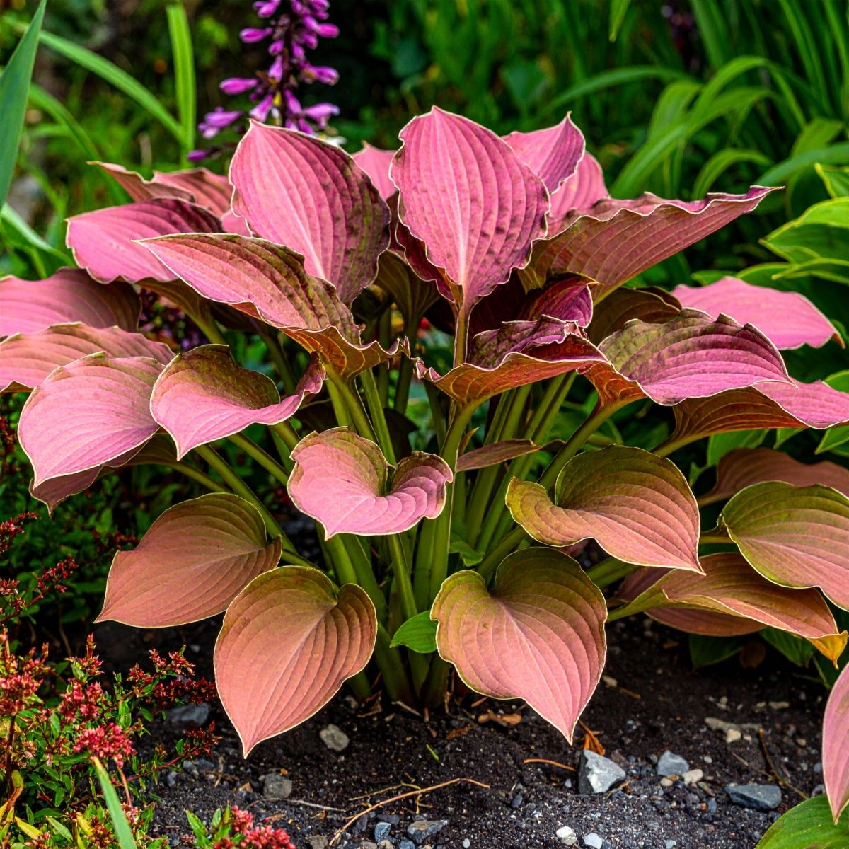 Vibrant Hosta Plantain Lily Variety Mix (Hosta ventricosa) - The Lush Leaf