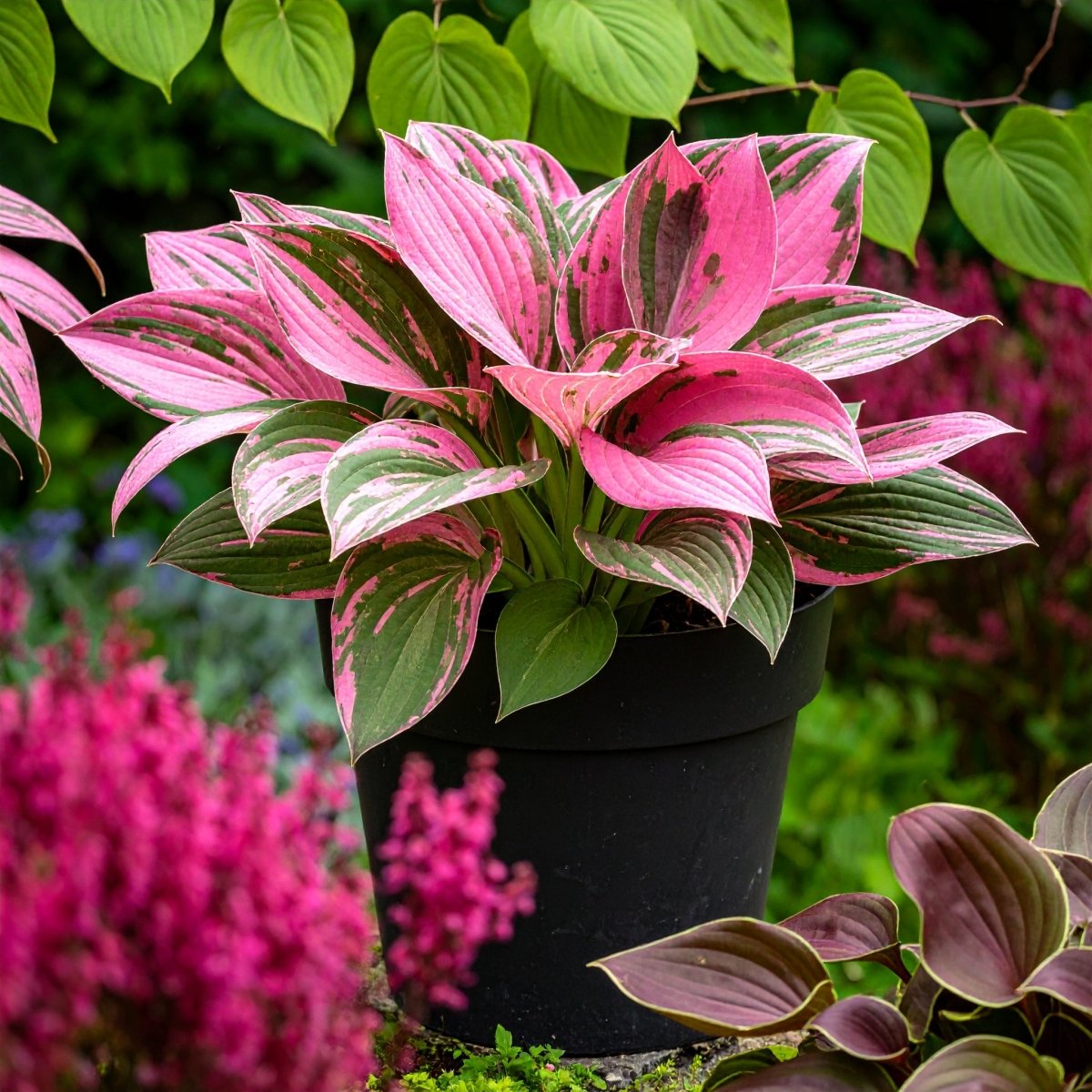 Vibrant Hosta Plantain Lily Variety Mix (Hosta ventricosa) - The Lush Leaf