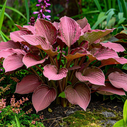 Vibrant Hosta Plantain Lily Variety Mix (Hosta ventricosa) - The Lush Leaf