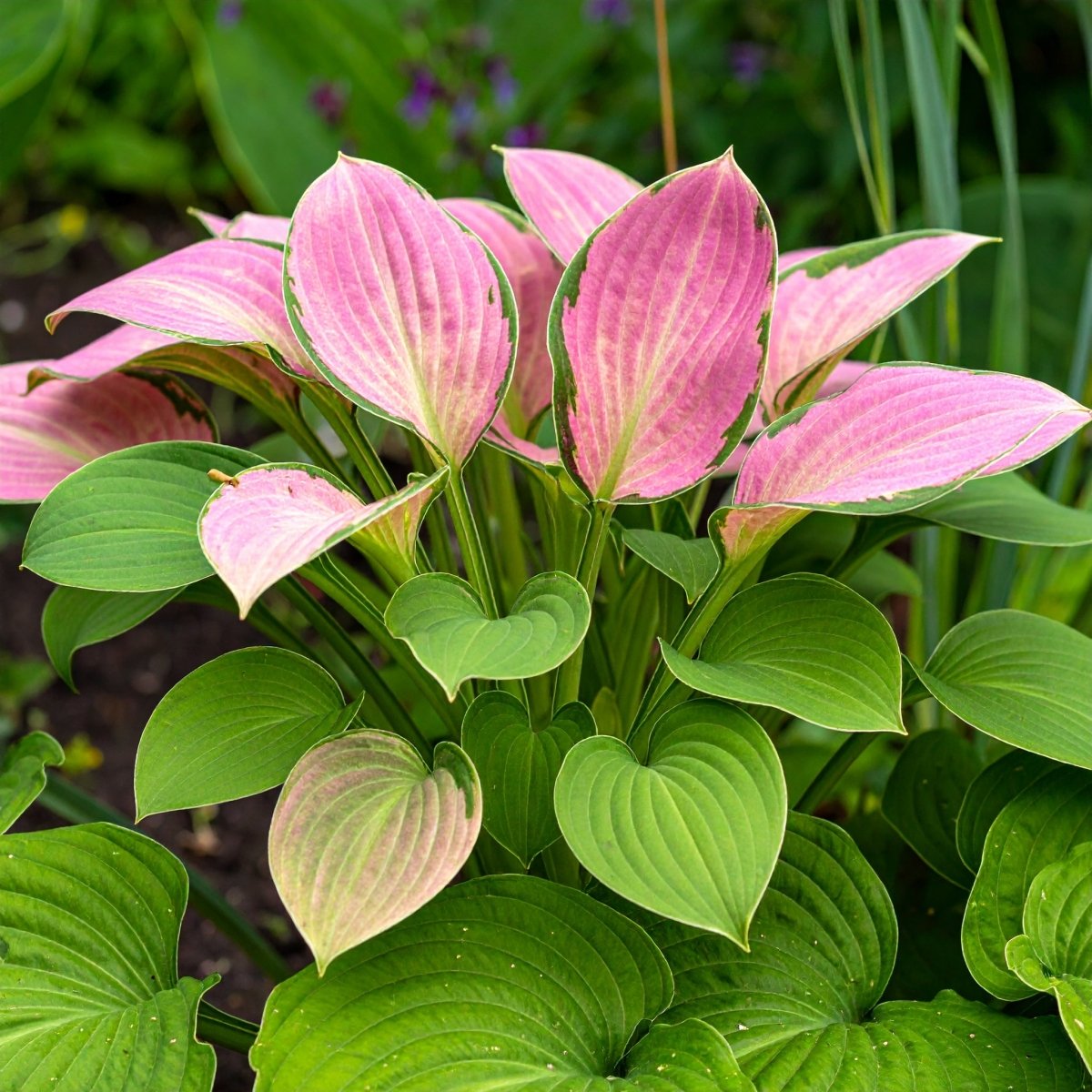 Vibrant Hosta Plantain Lily Variety Mix (Hosta ventricosa) - The Lush Leaf