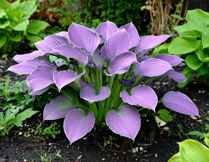 Vibrant Hosta Plantain Lily Variety Mix (Hosta ventricosa) - The Lush Leaf