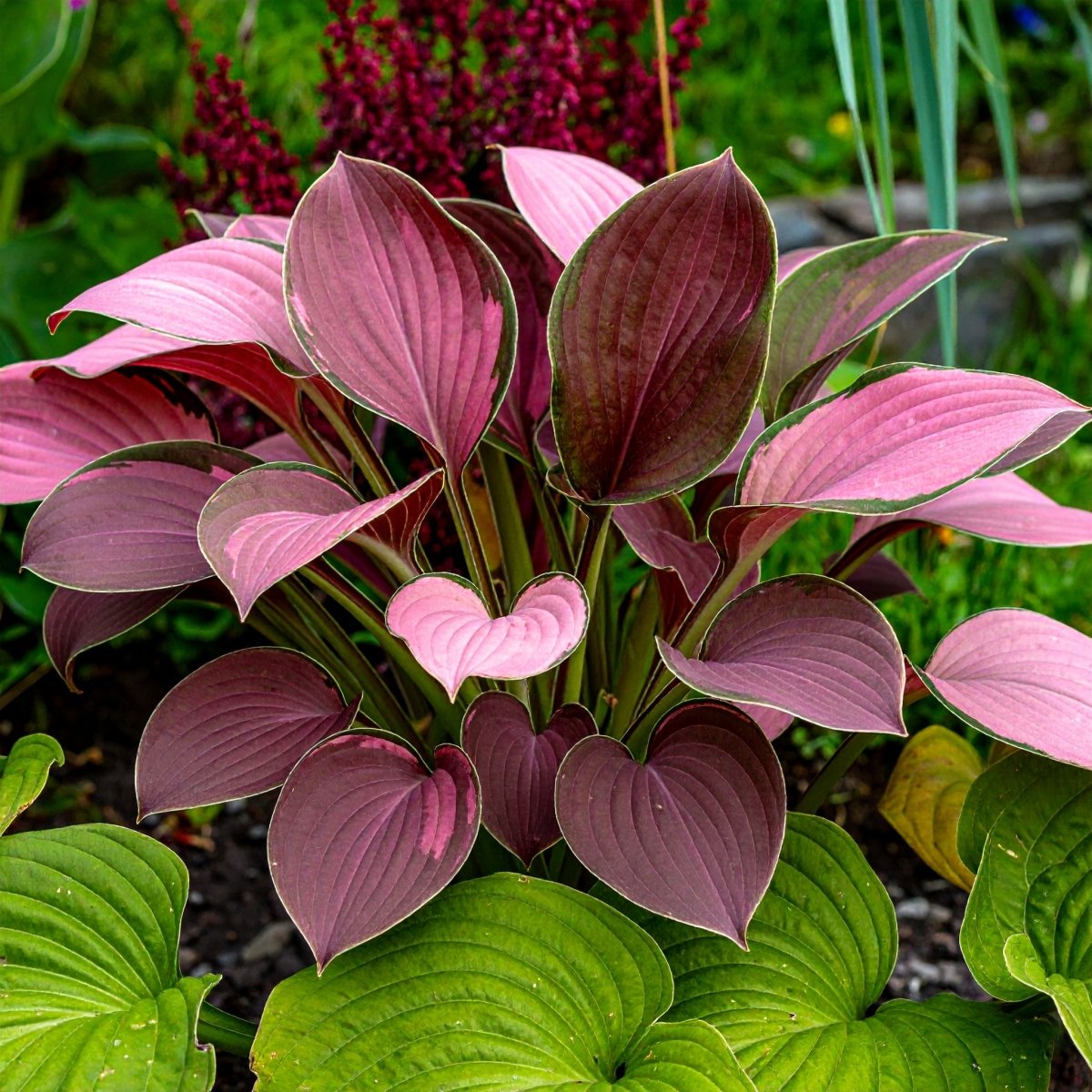 Vibrant Hosta Plantain Lily Variety Mix (Hosta ventricosa) - The Lush Leaf