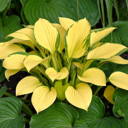 Vibrant Hosta Plantain Lily Variety Mix (Hosta ventricosa) - The Lush Leaf