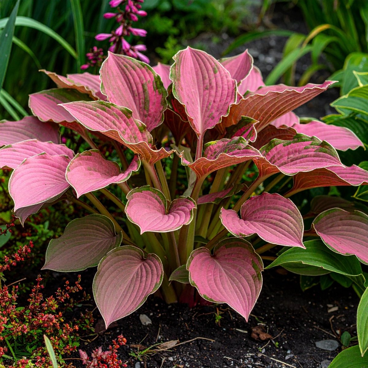 Vibrant Hosta Plantain Lily Variety Mix (Hosta ventricosa) - The Lush Leaf