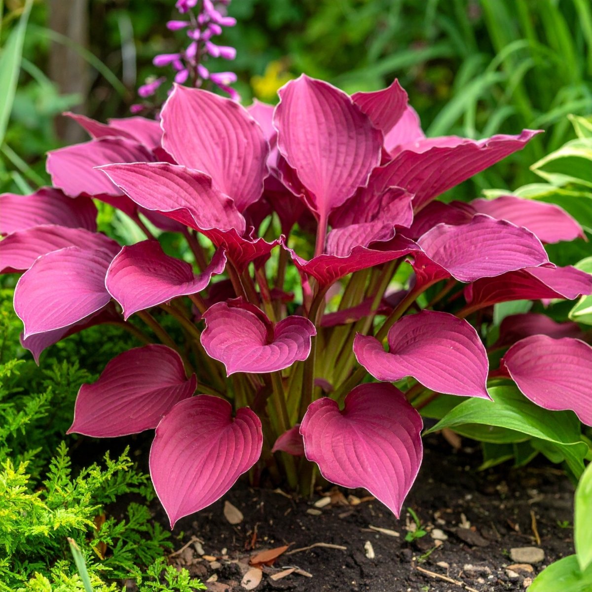 Vibrant Hosta Plantain Lily Variety Mix (Hosta ventricosa) - The Lush Leaf