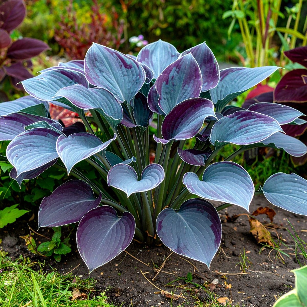 Vibrant Hosta Plantain Lily Variety Mix (Hosta ventricosa) - The Lush Leaf