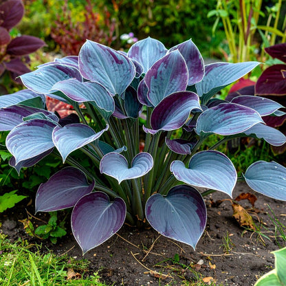 Vibrant Hosta Plantain Lily Variety Mix (Hosta ventricosa) - The Lush Leaf
