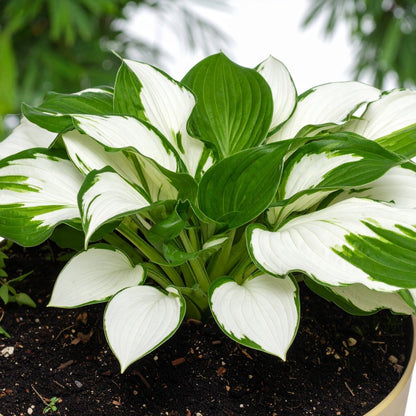 Vibrant Hosta Plantain Lily Variety Mix (Hosta ventricosa) - The Lush Leaf
