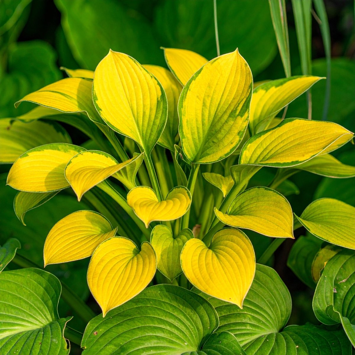 Vibrant Hosta Plantain Lily Variety Mix (Hosta ventricosa) - The Lush Leaf