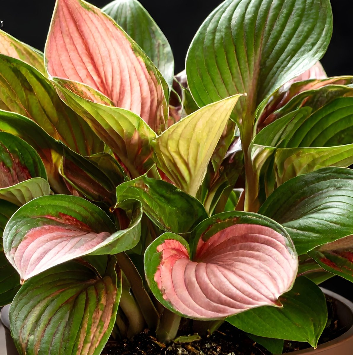 Vibrant Pink and Red Hosta (First Blush Hosta) - The Lush Leaf
