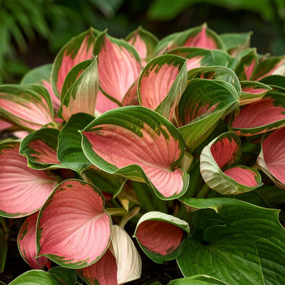 Vibrant Pink and Red Hosta (First Blush Hosta) - The Lush Leaf